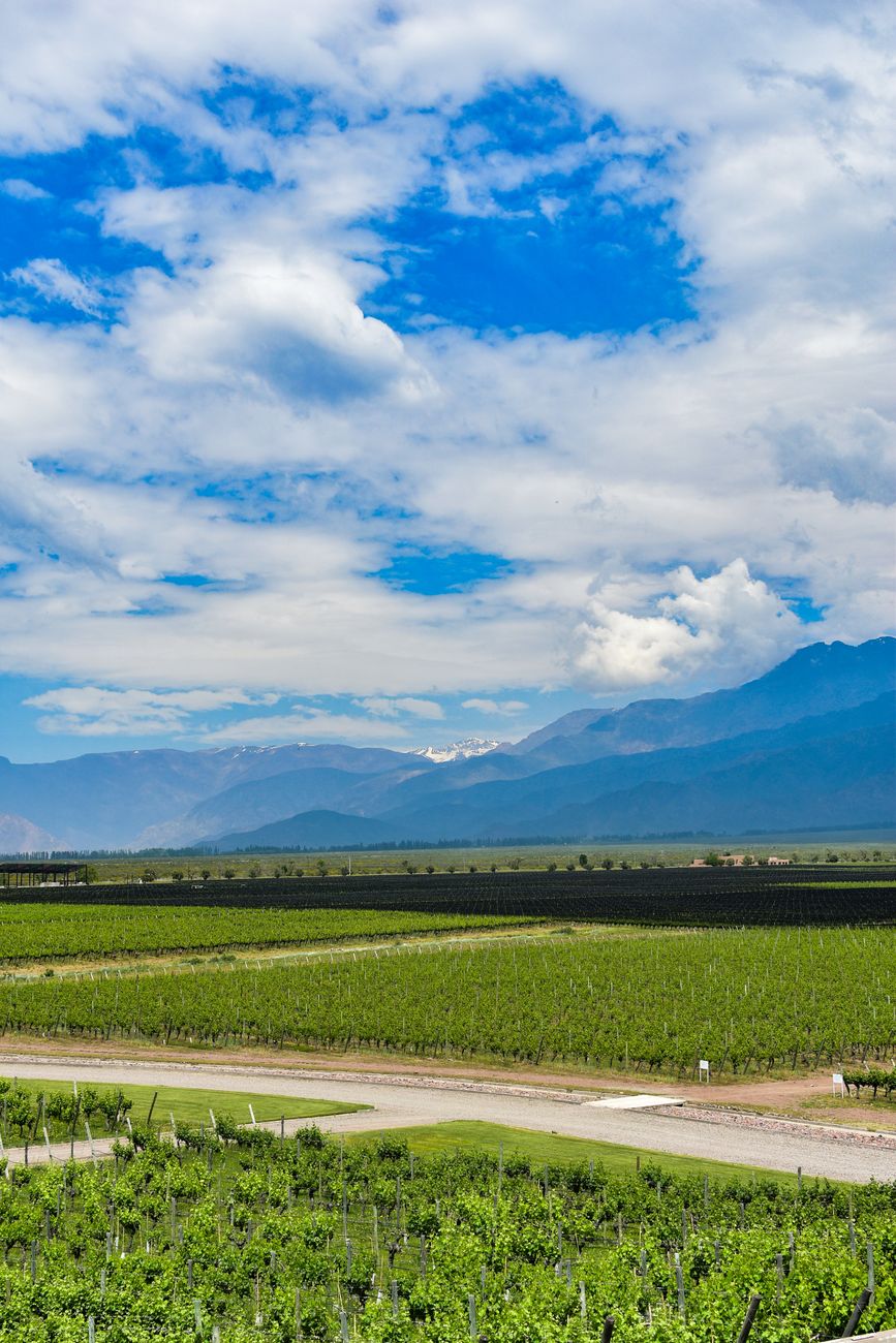 Degustación privada en viñedo